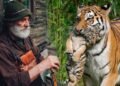 Тигрица В ЗУБАХ принесла ТИГРЕНКА местному егерю, умоляя его СПАСТИ. От того что произошло на следующий день, ОЦЕПЕНЕЛА вся деревня…