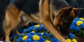 Овчарка у гроба: верность, которая раскрыла страшную правду