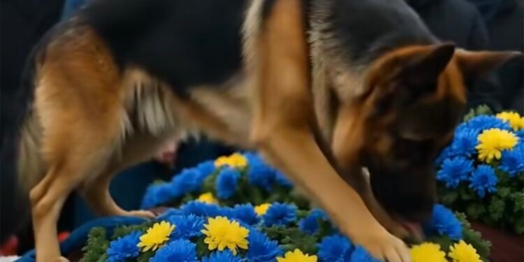 Овчарка у гроба: верность, которая раскрыла страшную правду